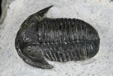 Bargain, Detailed Gerastos Trilobite Fossil - Morocco #173765-2